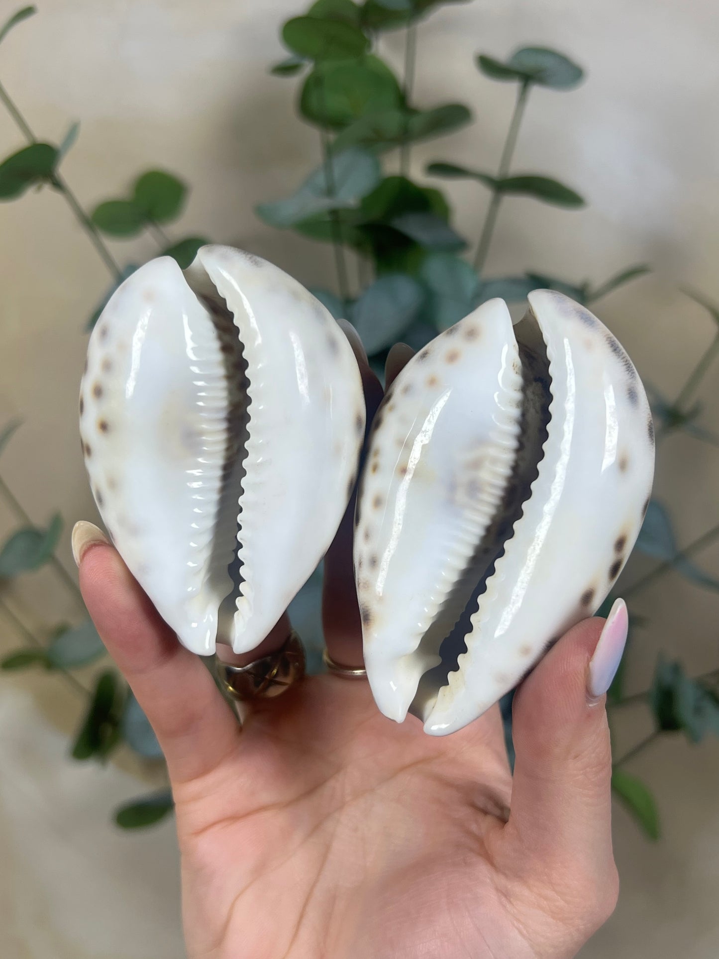 Shell - Tiger Cowries (5 options)