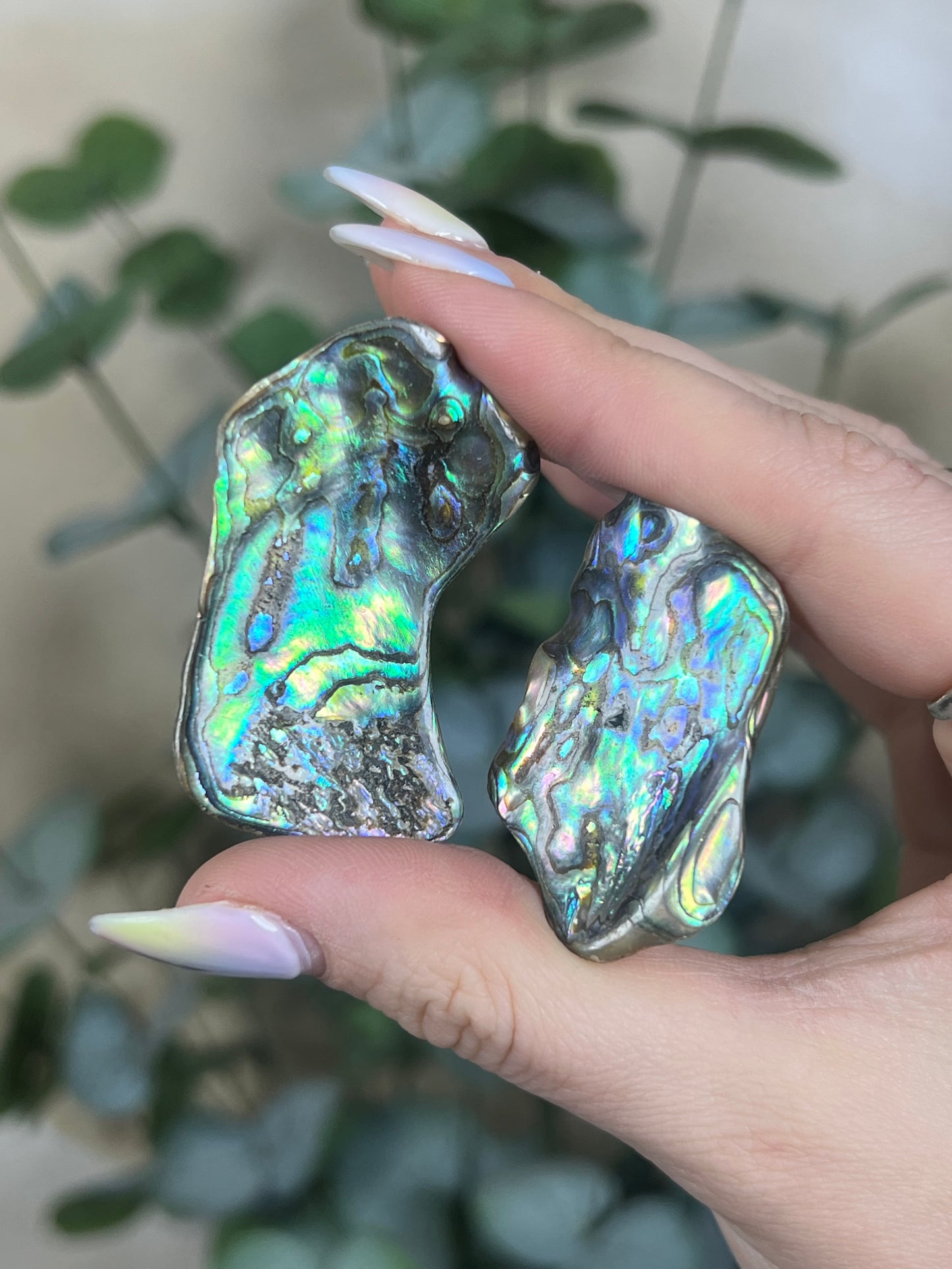 Shell - Abalone Chips (intuitive)