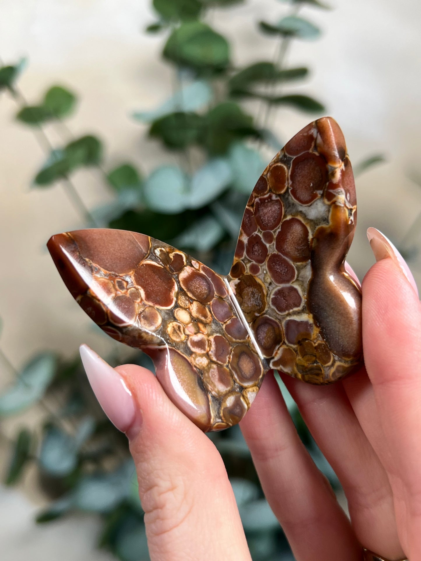 Cobra Jasper Butterflies