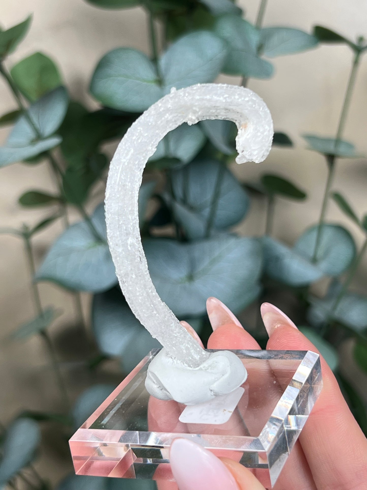 Horn Selenite (26ED)