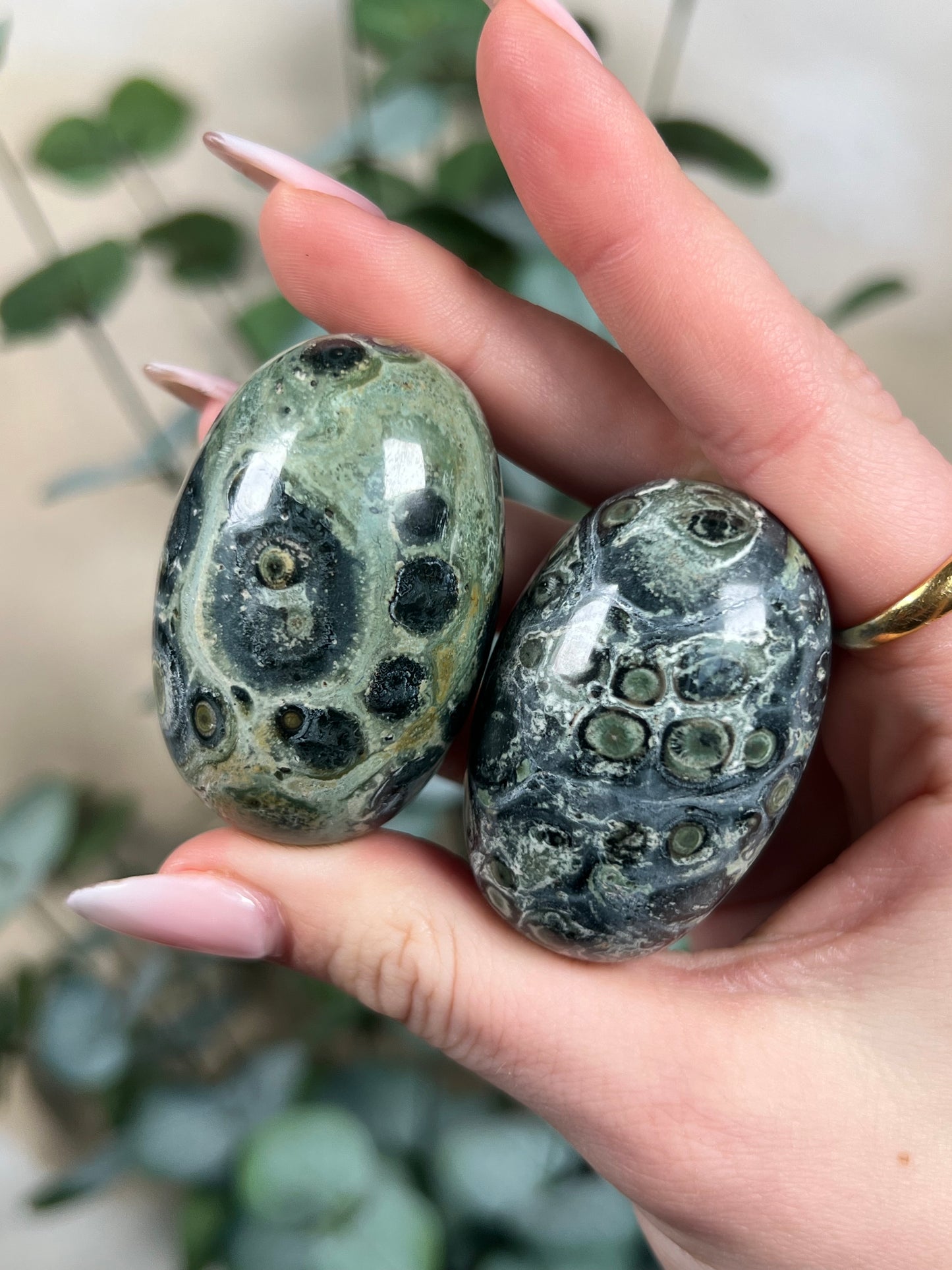 Kambaba Jasper Shivas (intuitive)