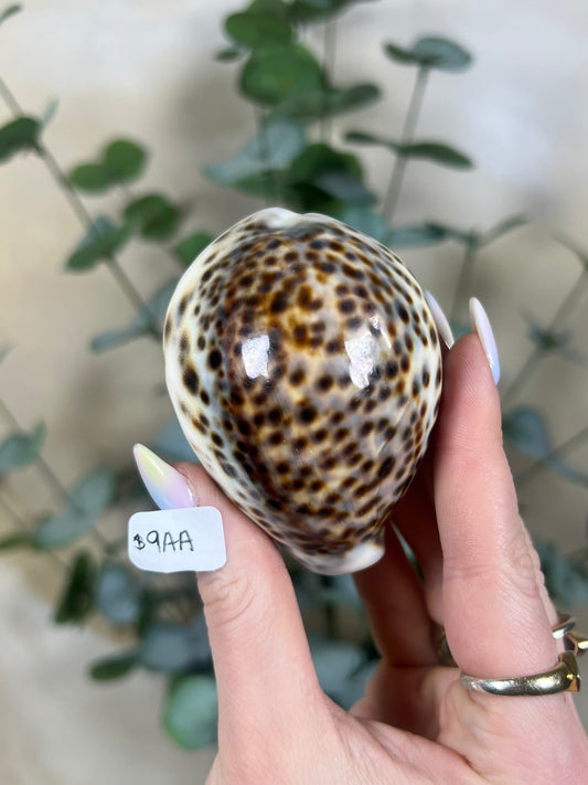 Shell - Tiger Cowries (5 options)