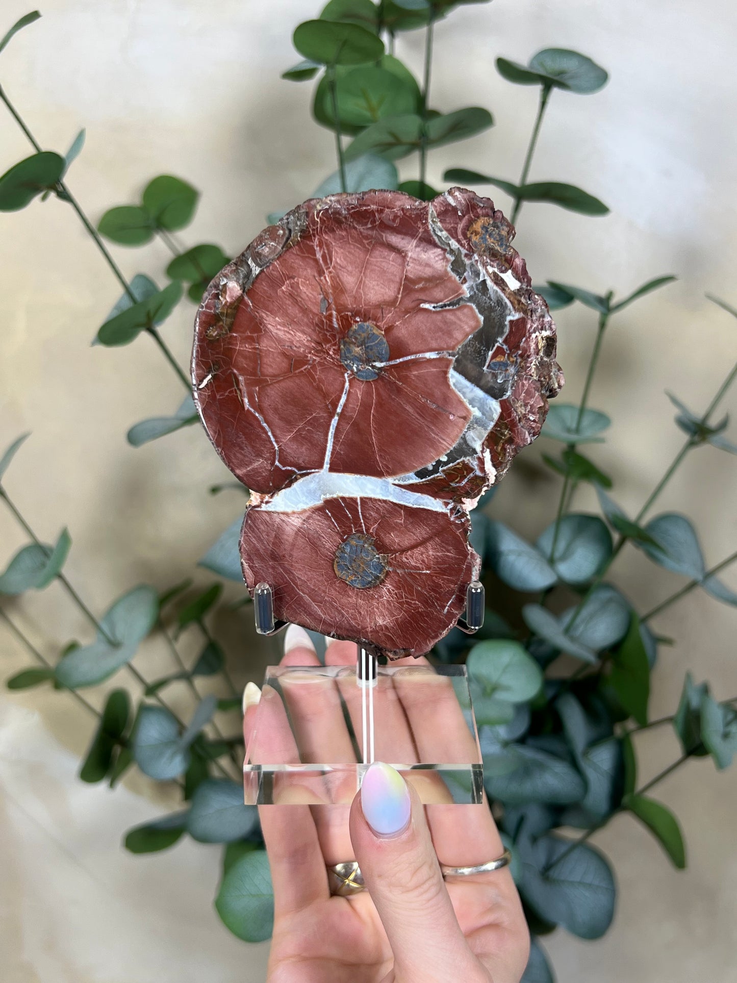 Argentinian Orbicular Jasper (270AA)
