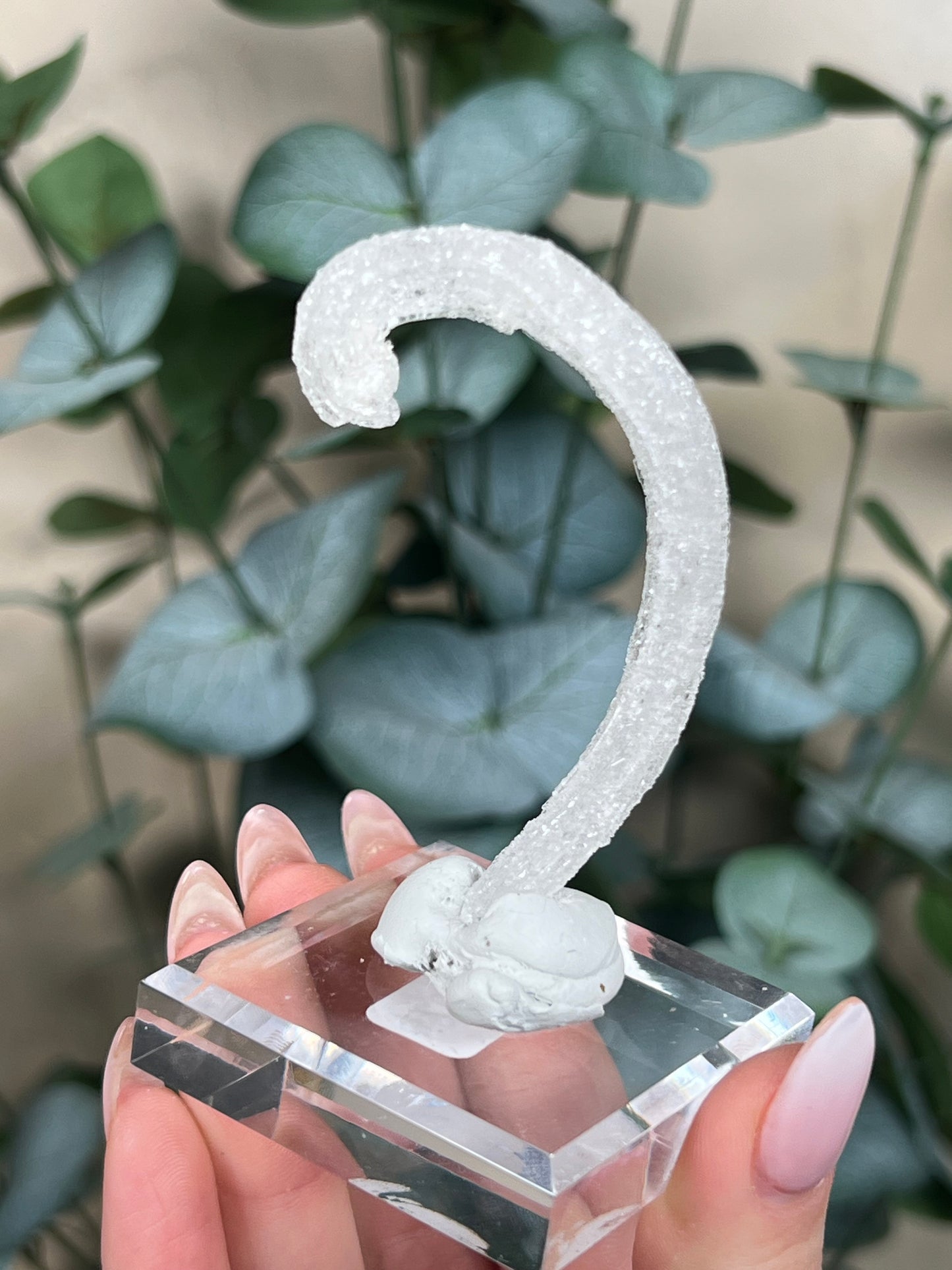 Horn Selenite (26ED)