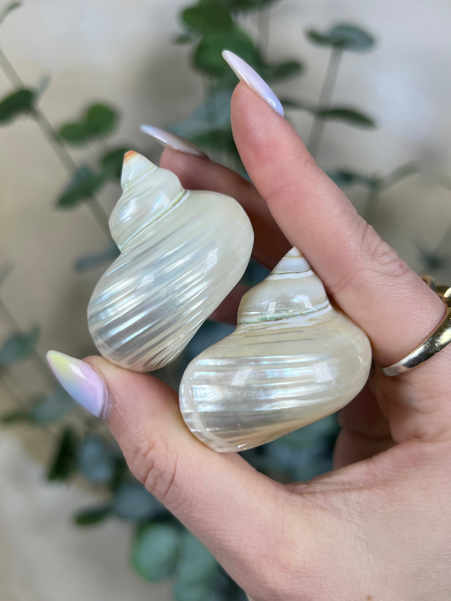 Shell - Pearlized Turbos (intuitive)