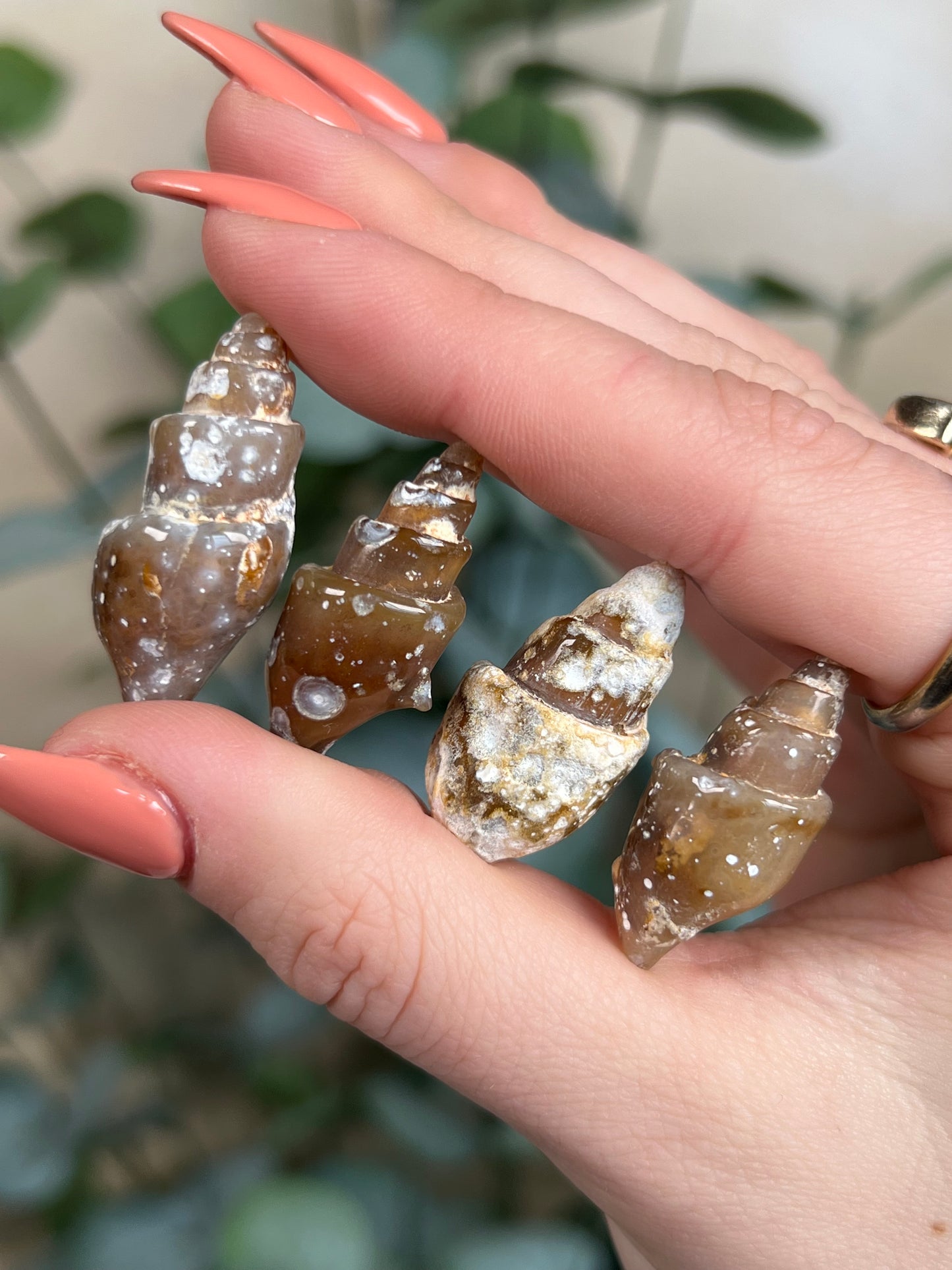 Agate-Replaced Shells