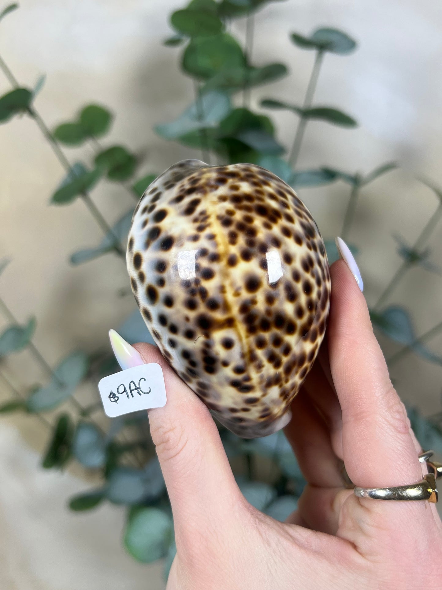 Shell - Tiger Cowries (5 options)