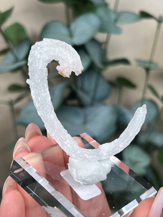 Horn Selenite (26EC)
