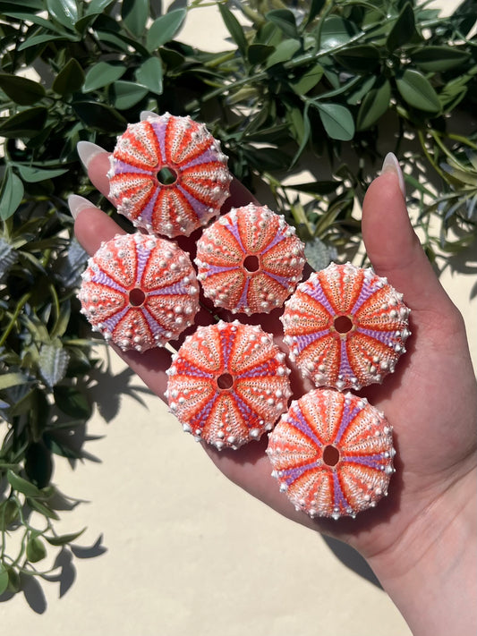 Shell - Velarde Urchins (6 options)