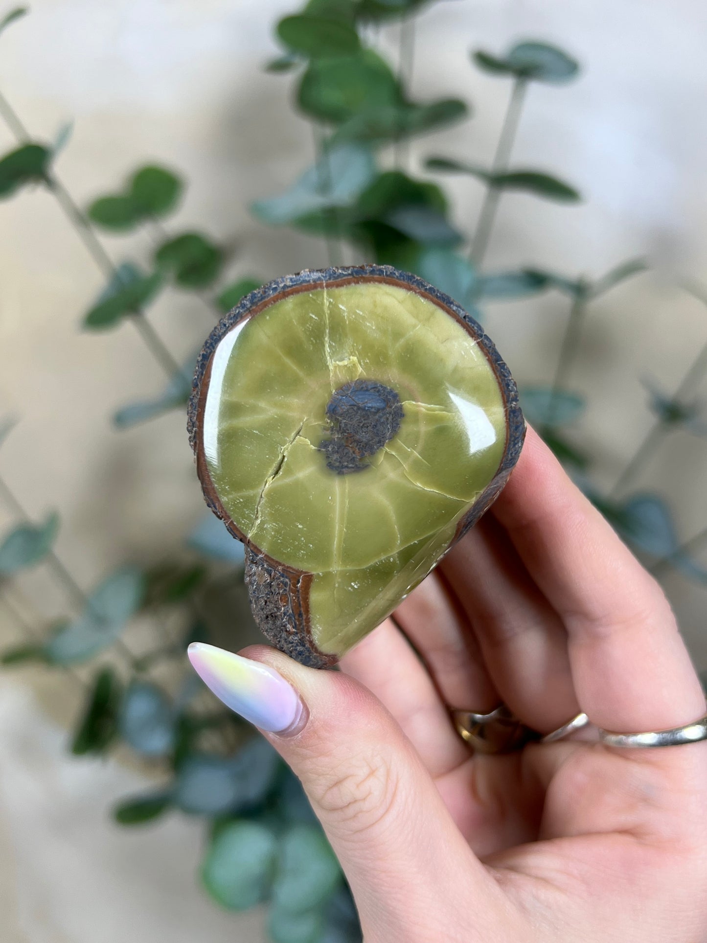 Argentinian Orbicular Jasper (64AA)