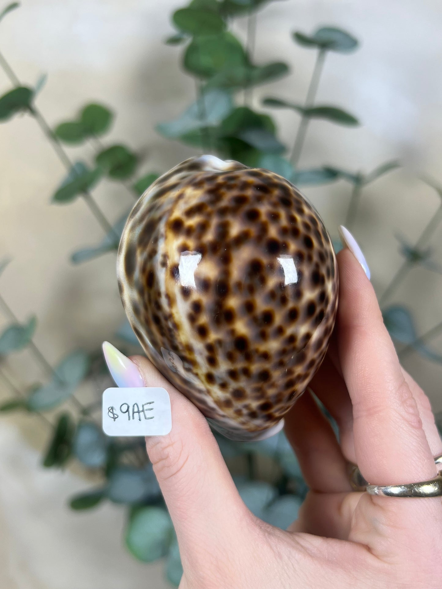 Shell - Tiger Cowries (5 options)