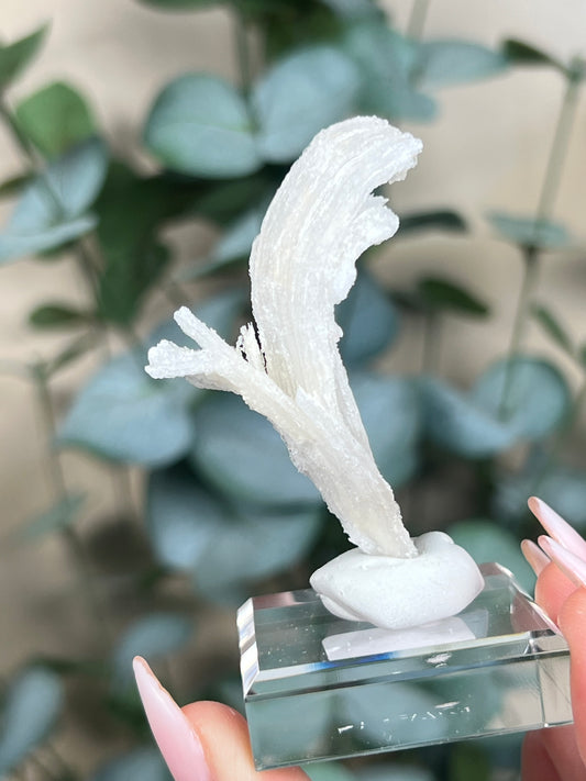 Horn Selenite (20EM)