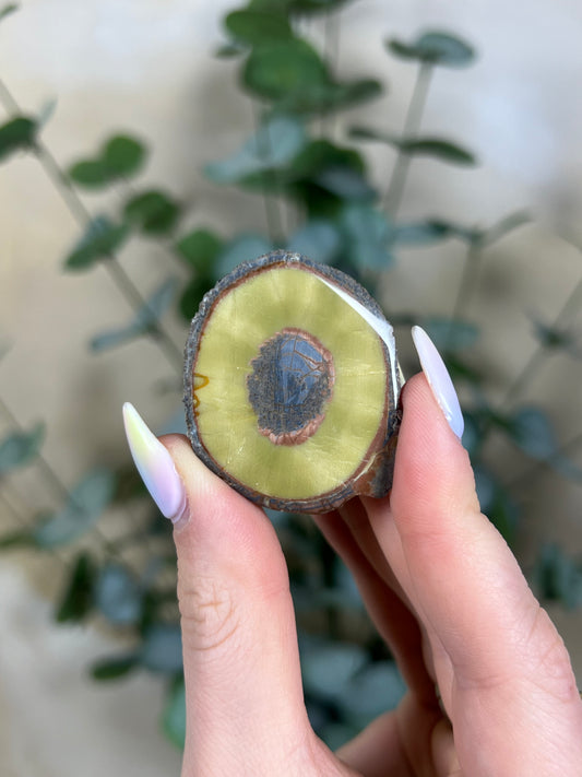 Argentinian Orbicular Jasper (33AC)