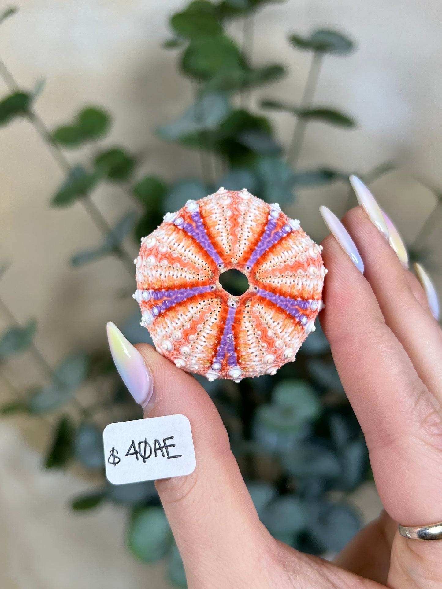 Shell - Velarde Urchins (6 options)