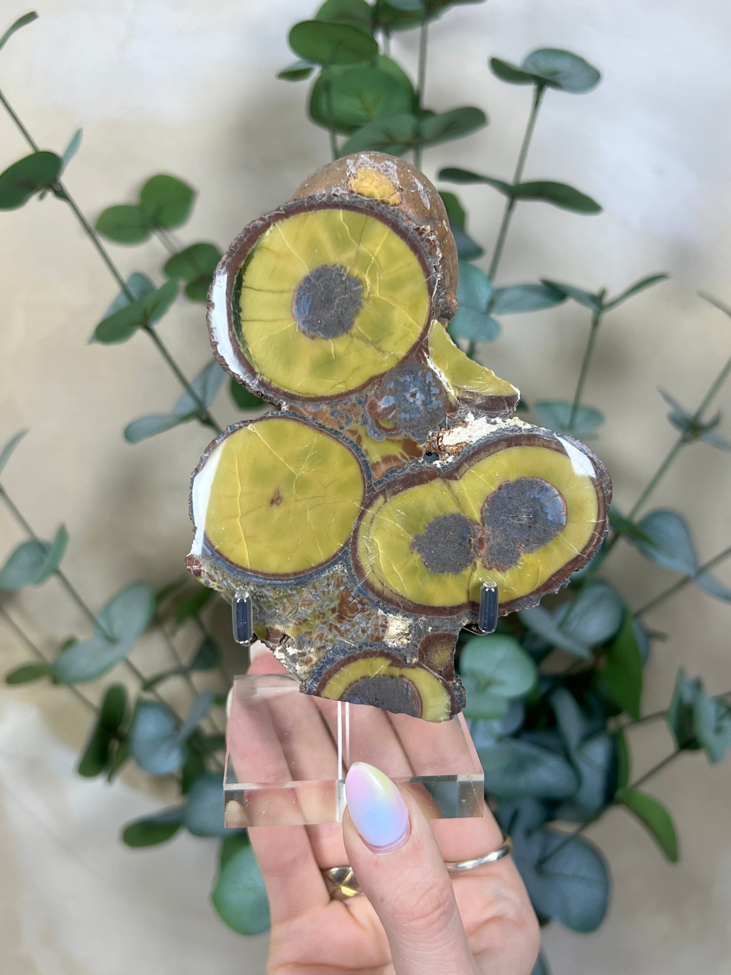 Argentinian Orbicular Jasper (172AA)