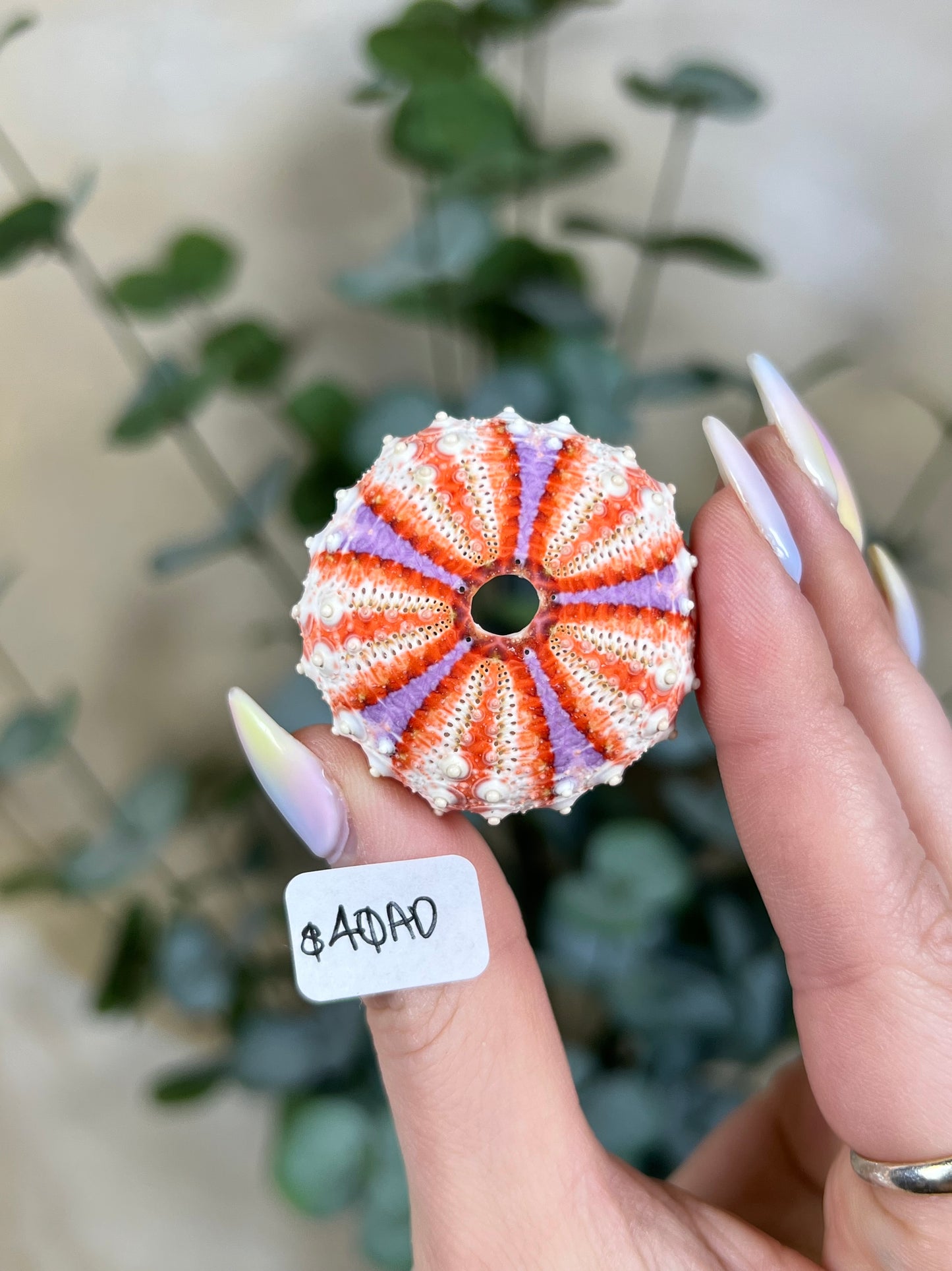 Shell - Velarde Urchins (6 options)