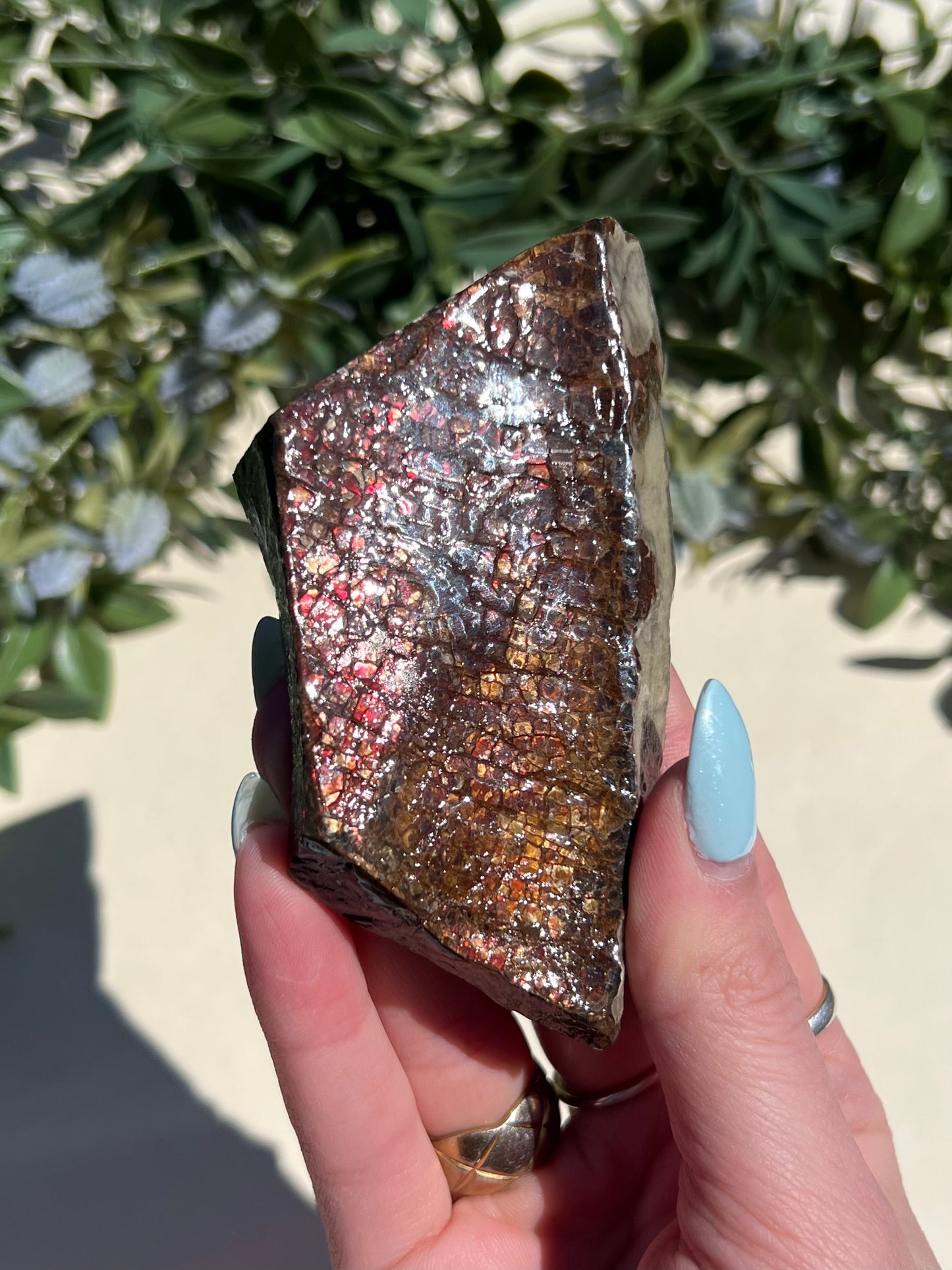 Ammolite (40AH)