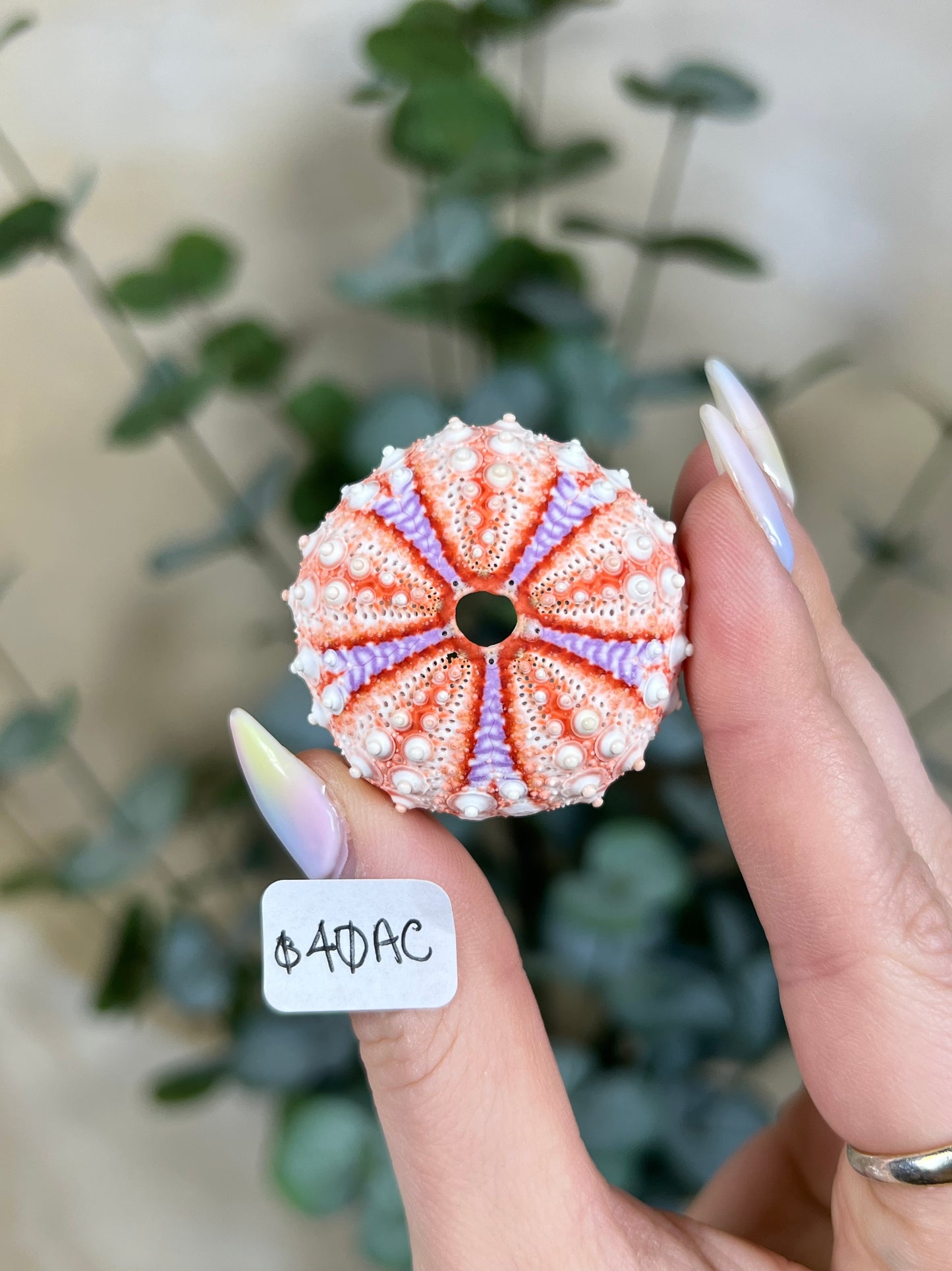 Shell - Velarde Urchins (6 options)