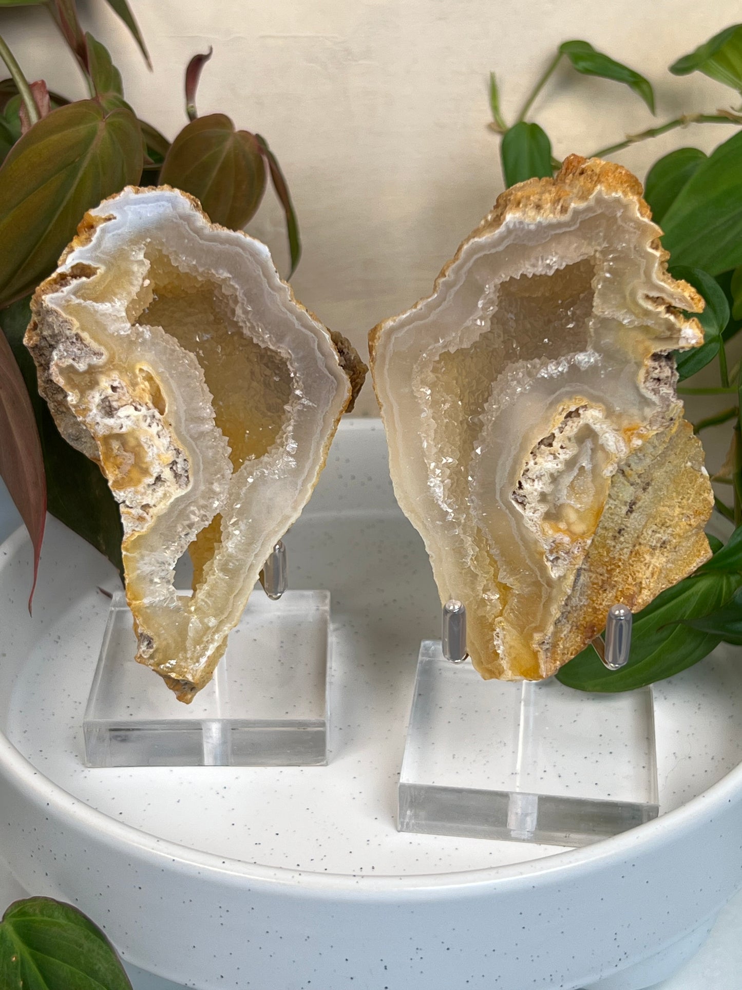 Agatized Coral Pair with Stands (104P)