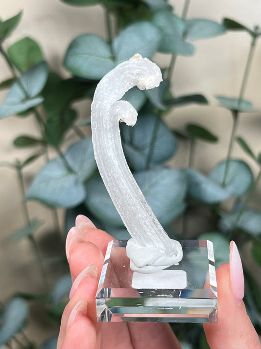 Horn Selenite (22EF)