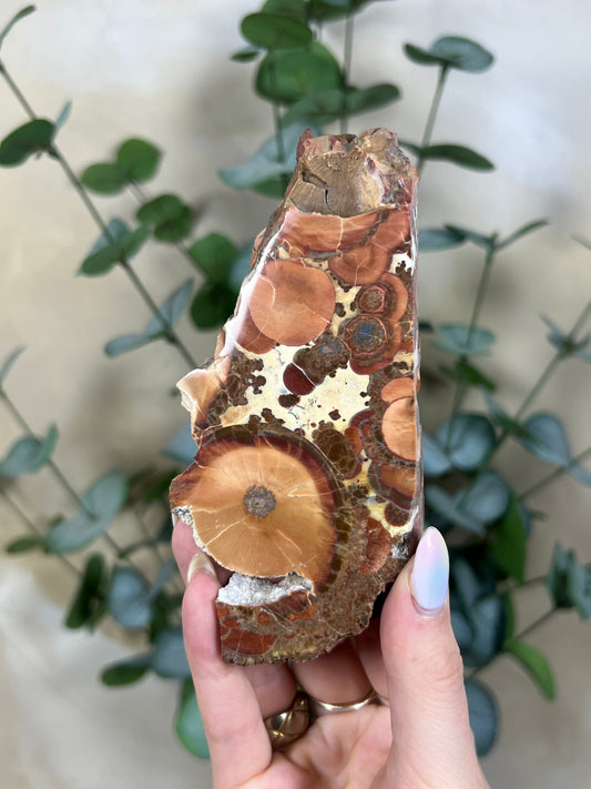 Argentinian Orbicular Jasper (110AA)
