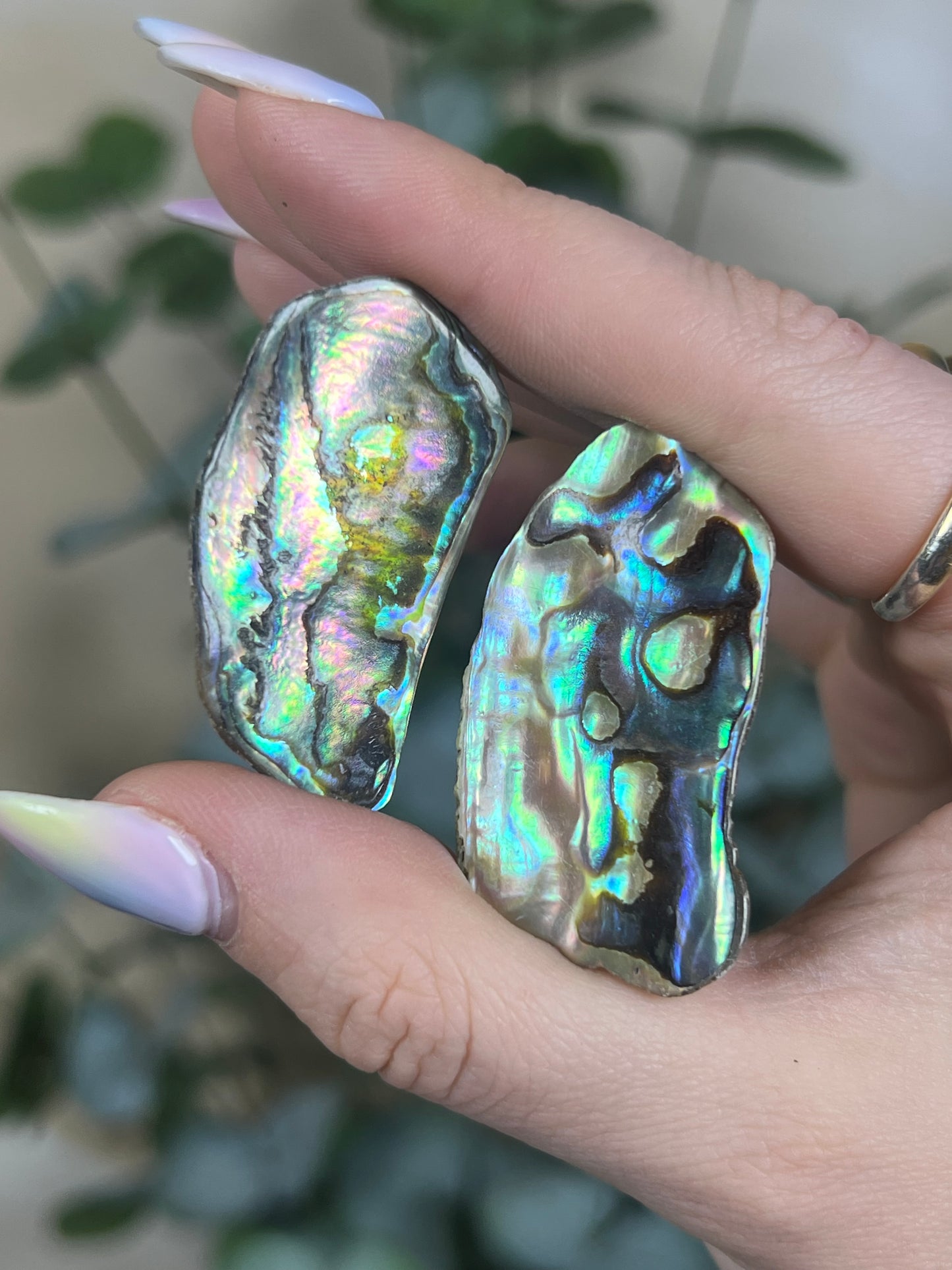 Shell - Abalone Chips (intuitive)