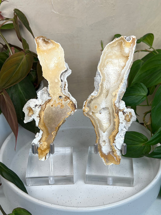 Agatized Coral Pair with Stands (54P)