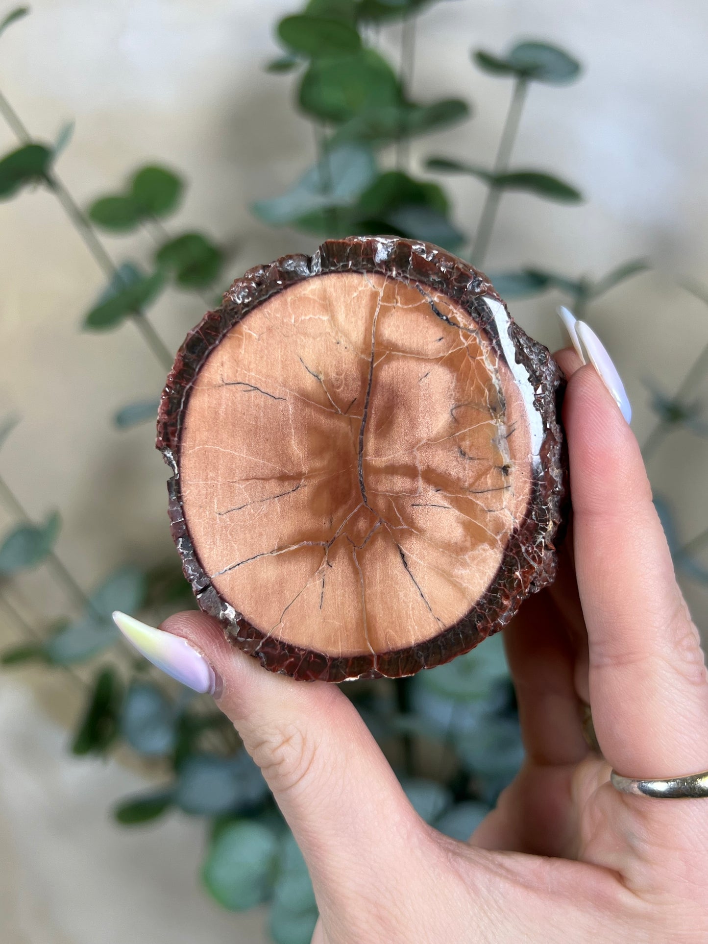 Argentinian Orbicular Jasper (64AC)