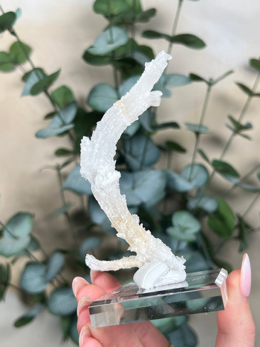 Horn Selenite (52EA)