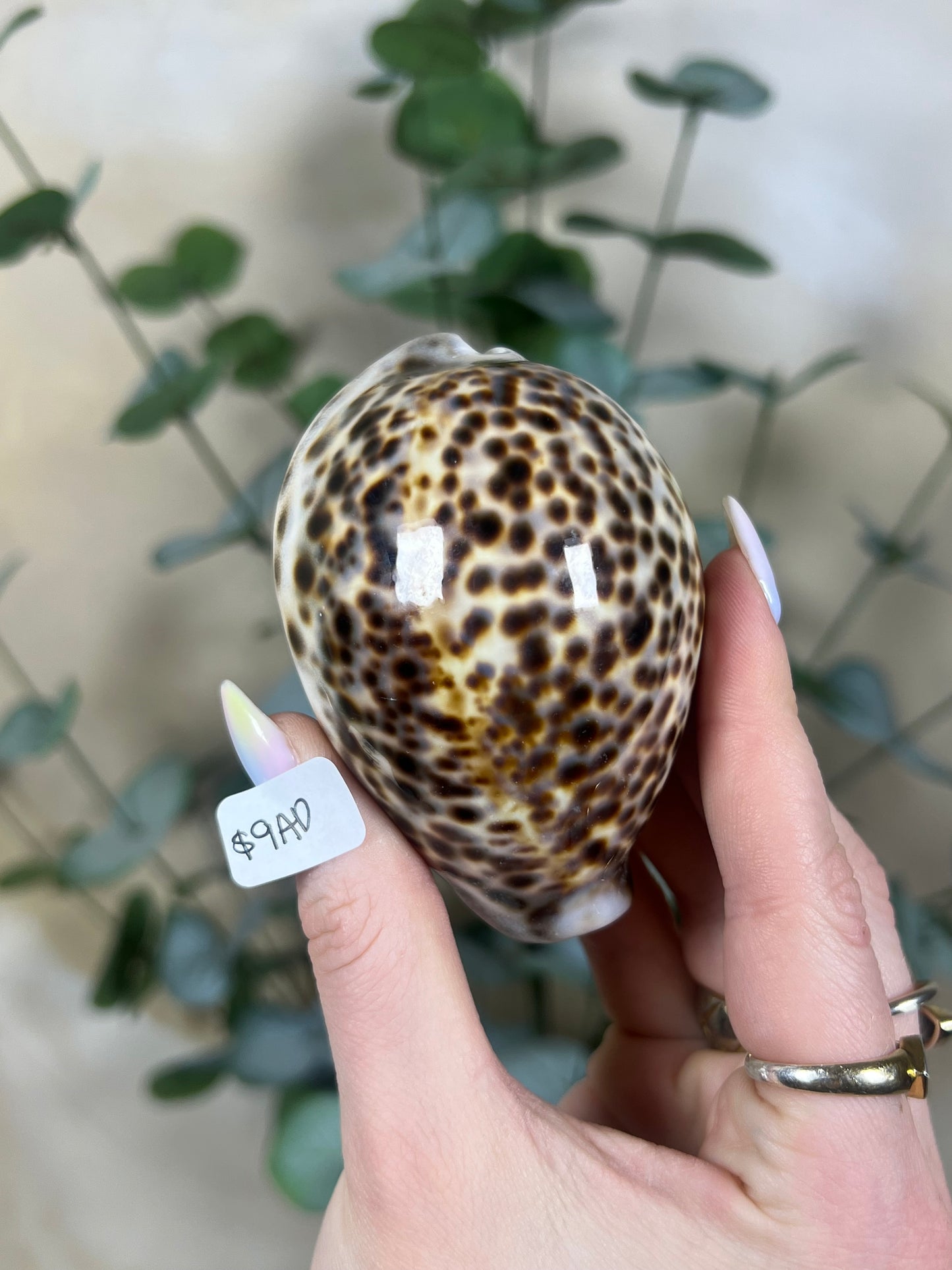 Shell - Tiger Cowries (5 options)