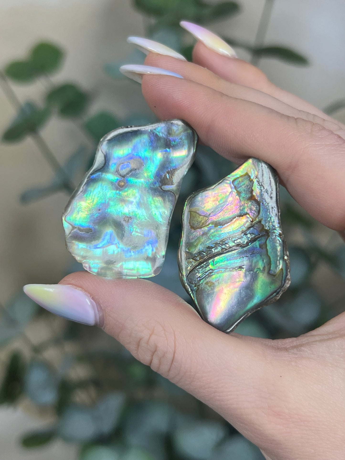 Shell - Abalone Chips (intuitive)