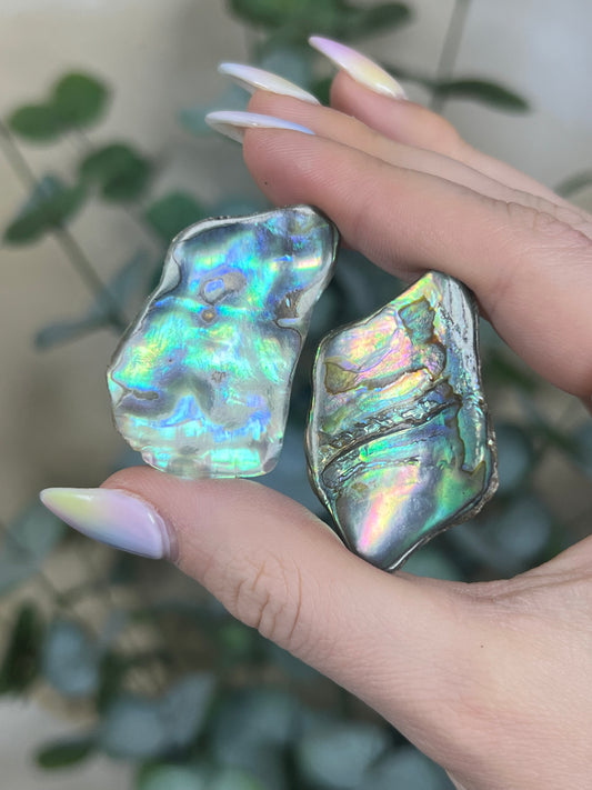 Shell - Abalone Chips (intuitive)