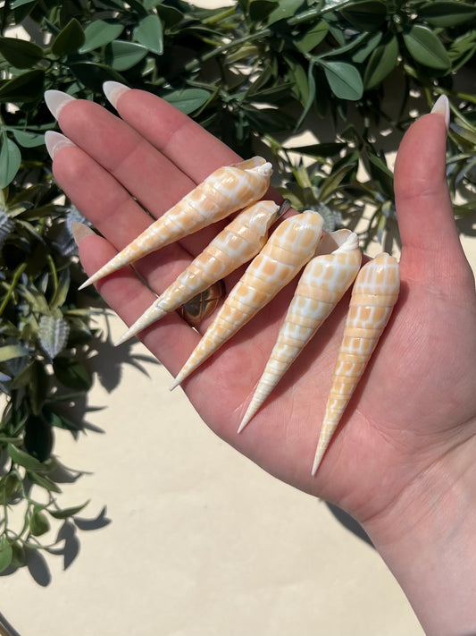 Shell - Terebra Dimidiatas (5 options)