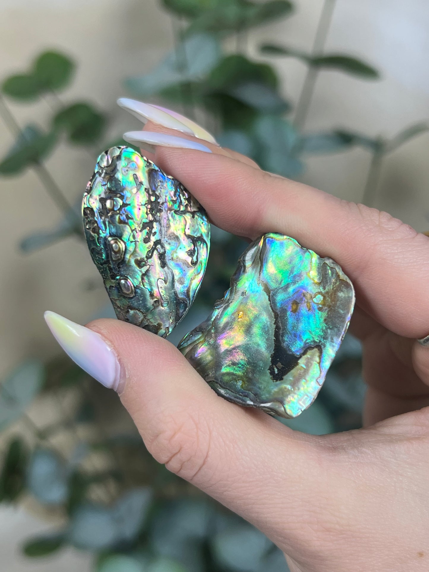 Shell - Abalone Chips (intuitive)