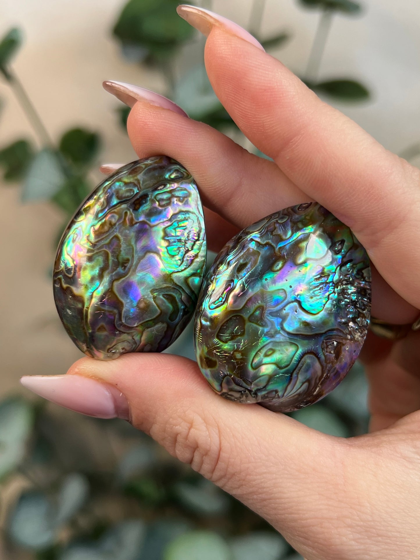 Abalone Shells