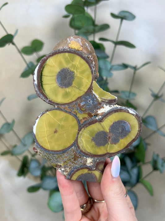Argentinian Orbicular Jasper (172AA)