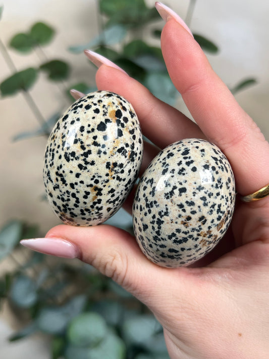 Dalmatian Jasper Shivas (intuitive)