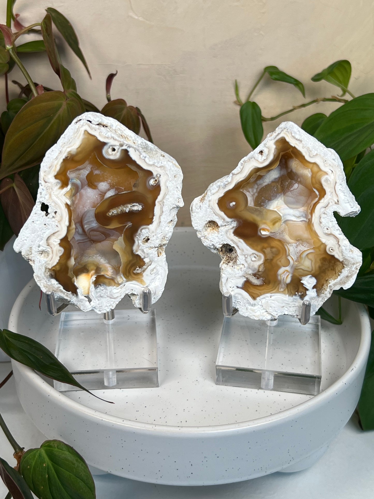 Agatized Coral Pair with Stands (96P)