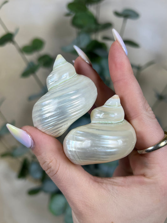 Shell - Pearlized Turbos (intuitive)