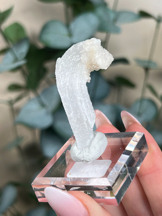 Horn Selenite (20EL)