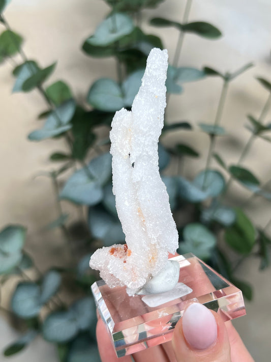 Horn Selenite (32EH)