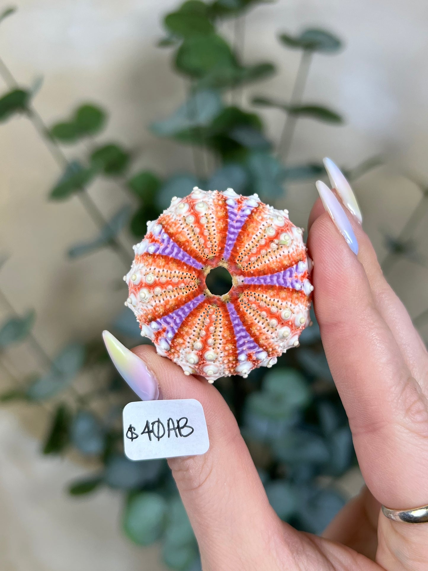 Shell - Velarde Urchins (6 options)