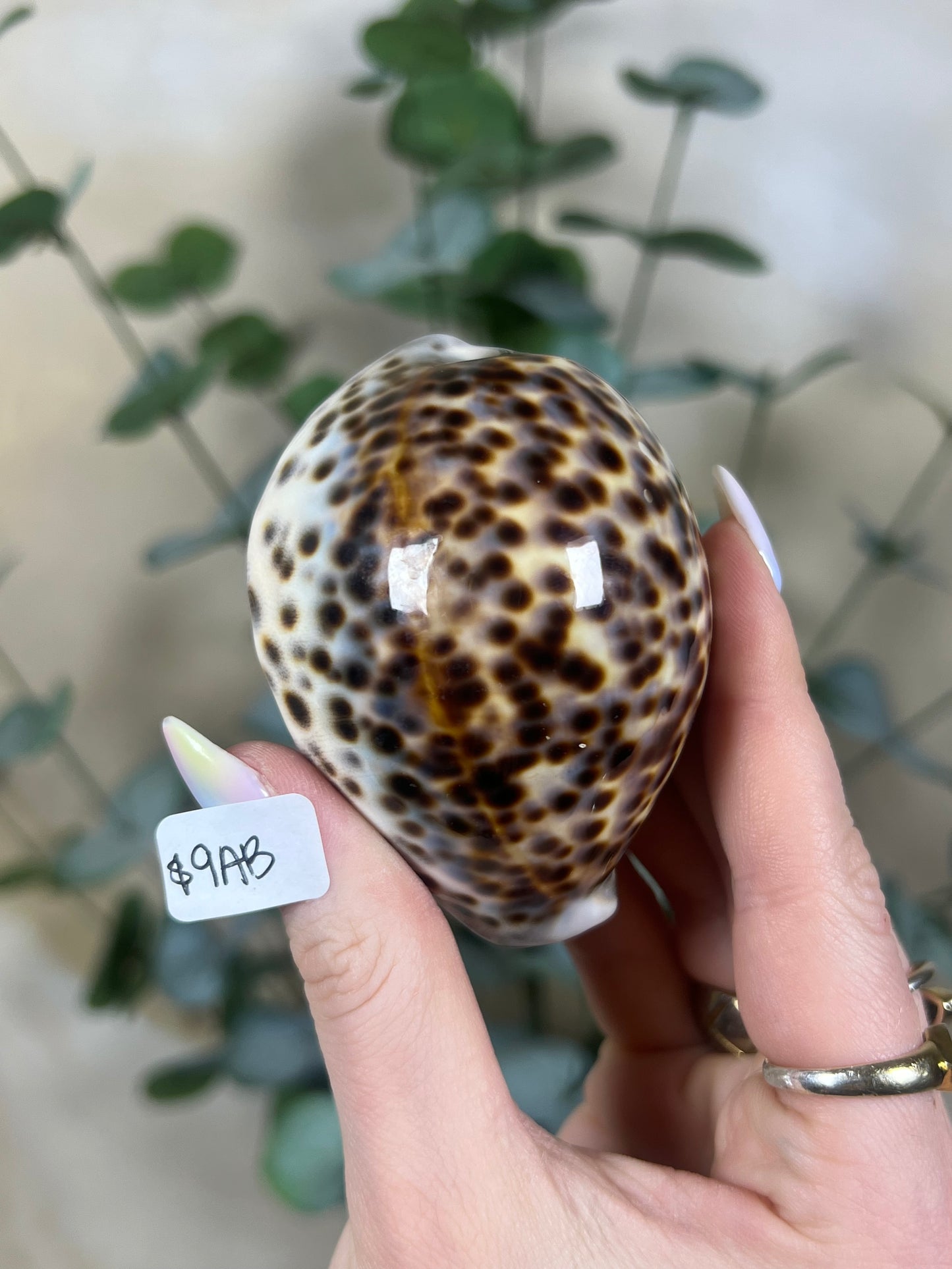 Shell - Tiger Cowries (5 options)