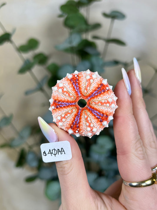 Shell - Velarde Urchins (6 options)