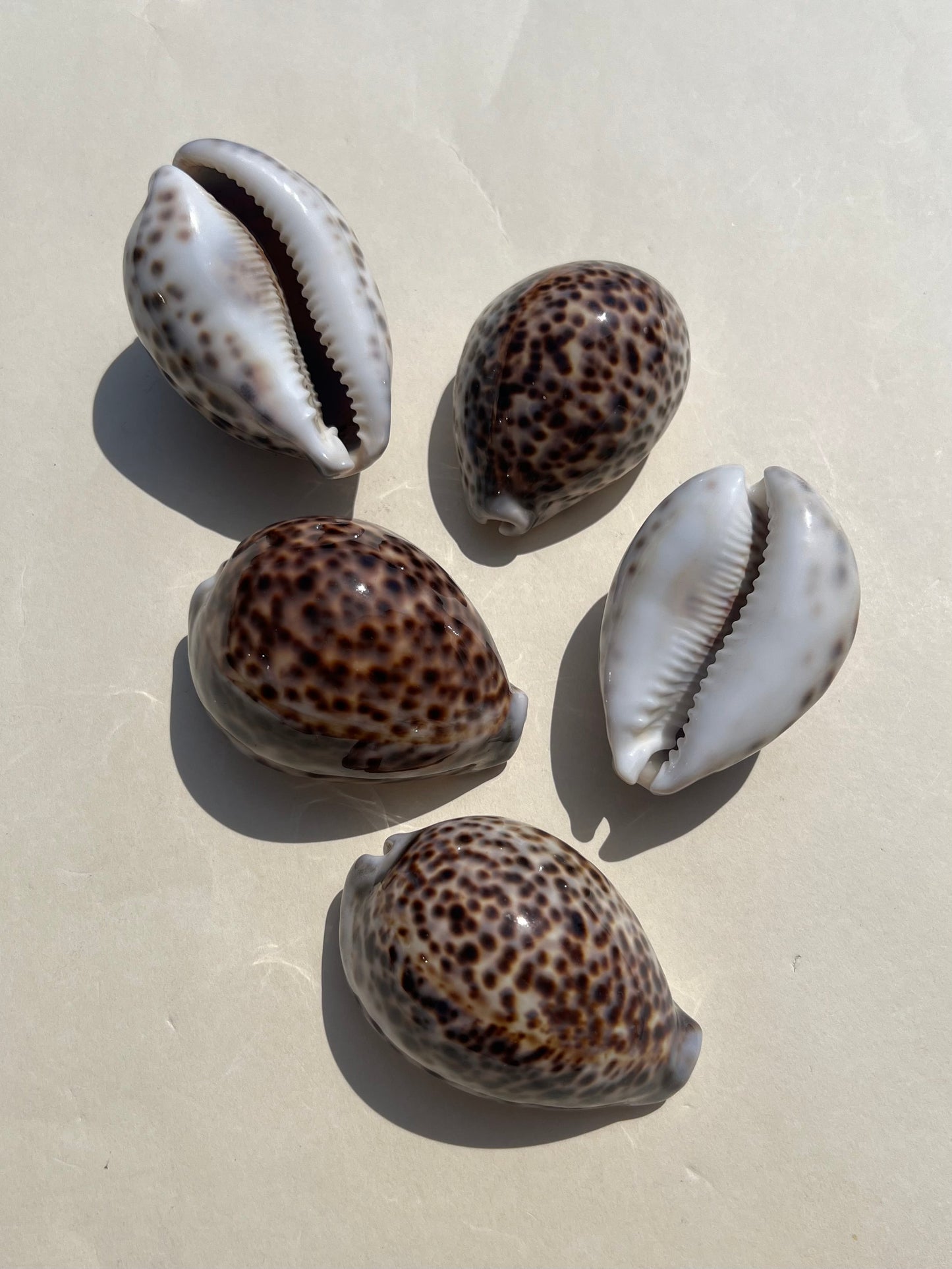 Shell - Tiger Cowries (5 options)