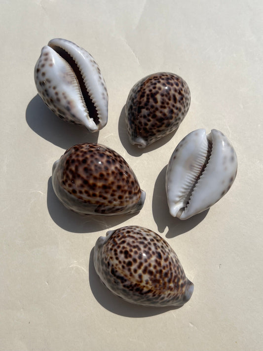 Shell - Tiger Cowries (5 options)