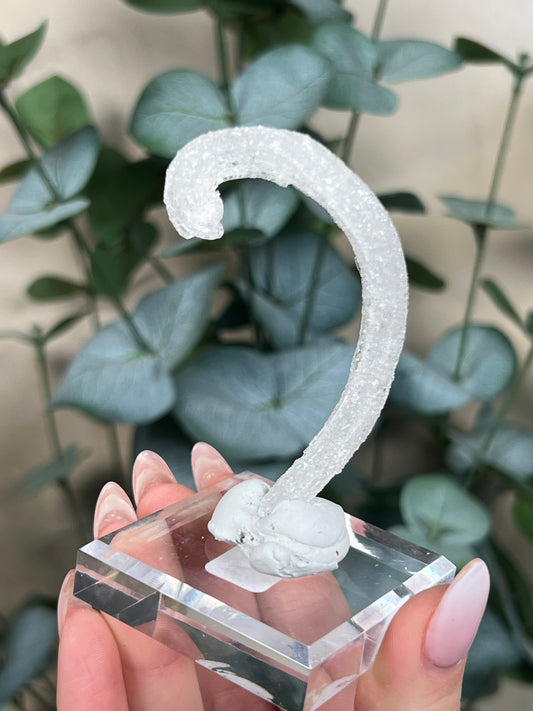 Horn Selenite (26ED)