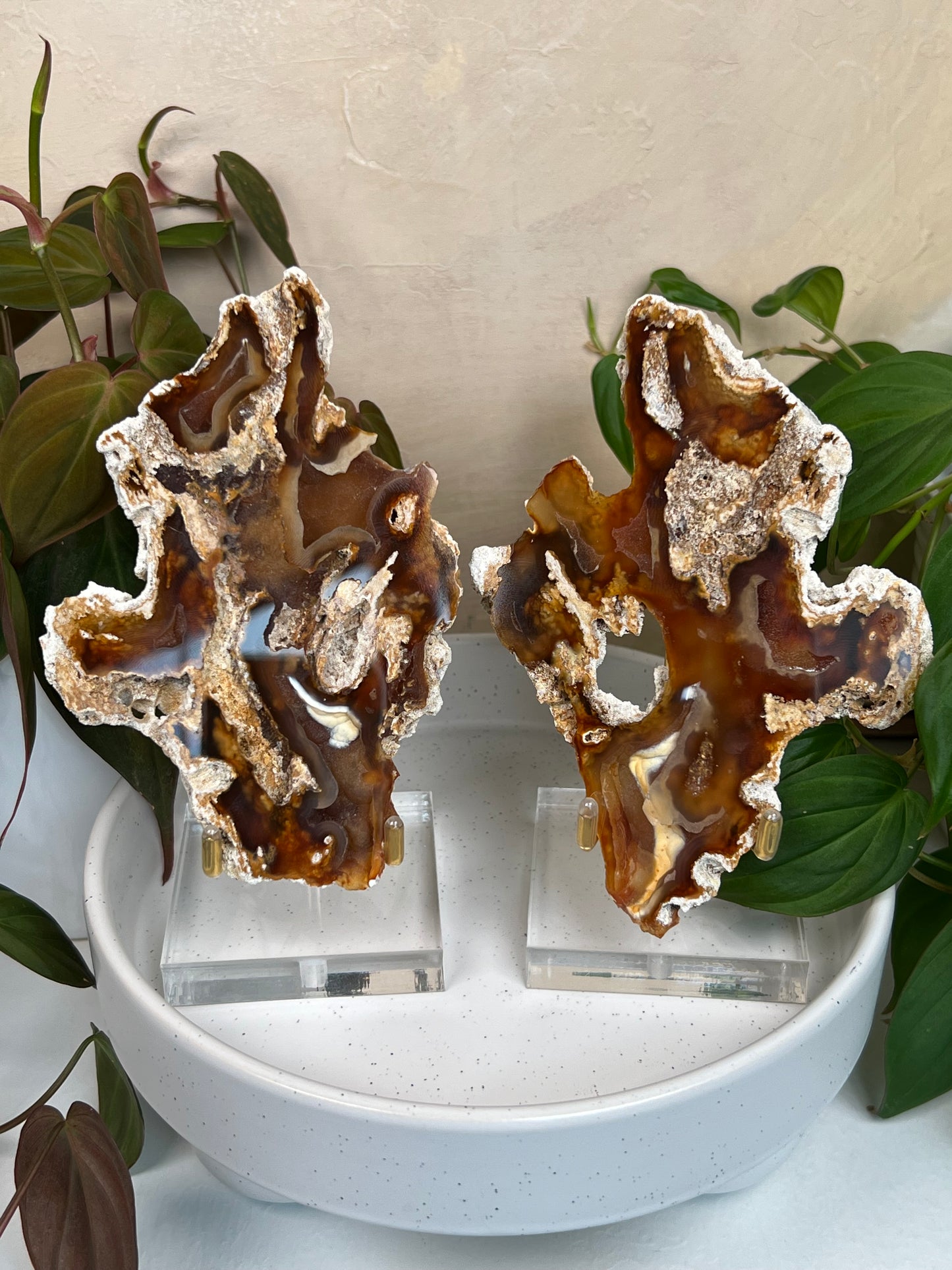 Agatized Coral Pair with Stands (110P)