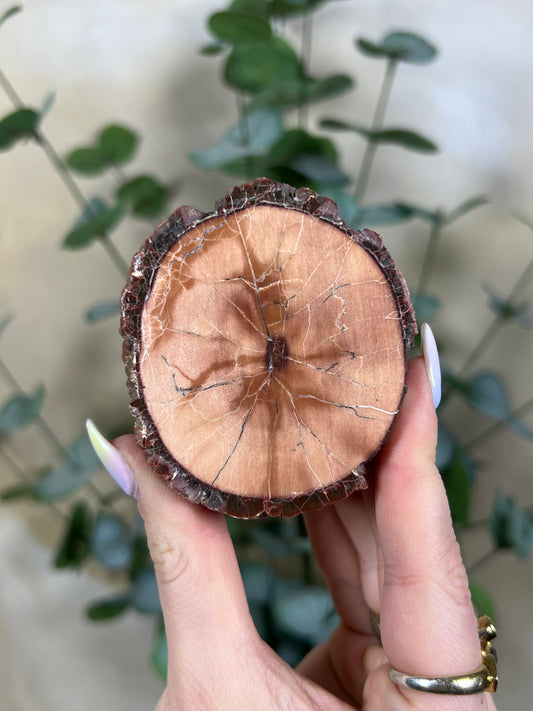 Argentinian Orbicular Jasper (64AB)