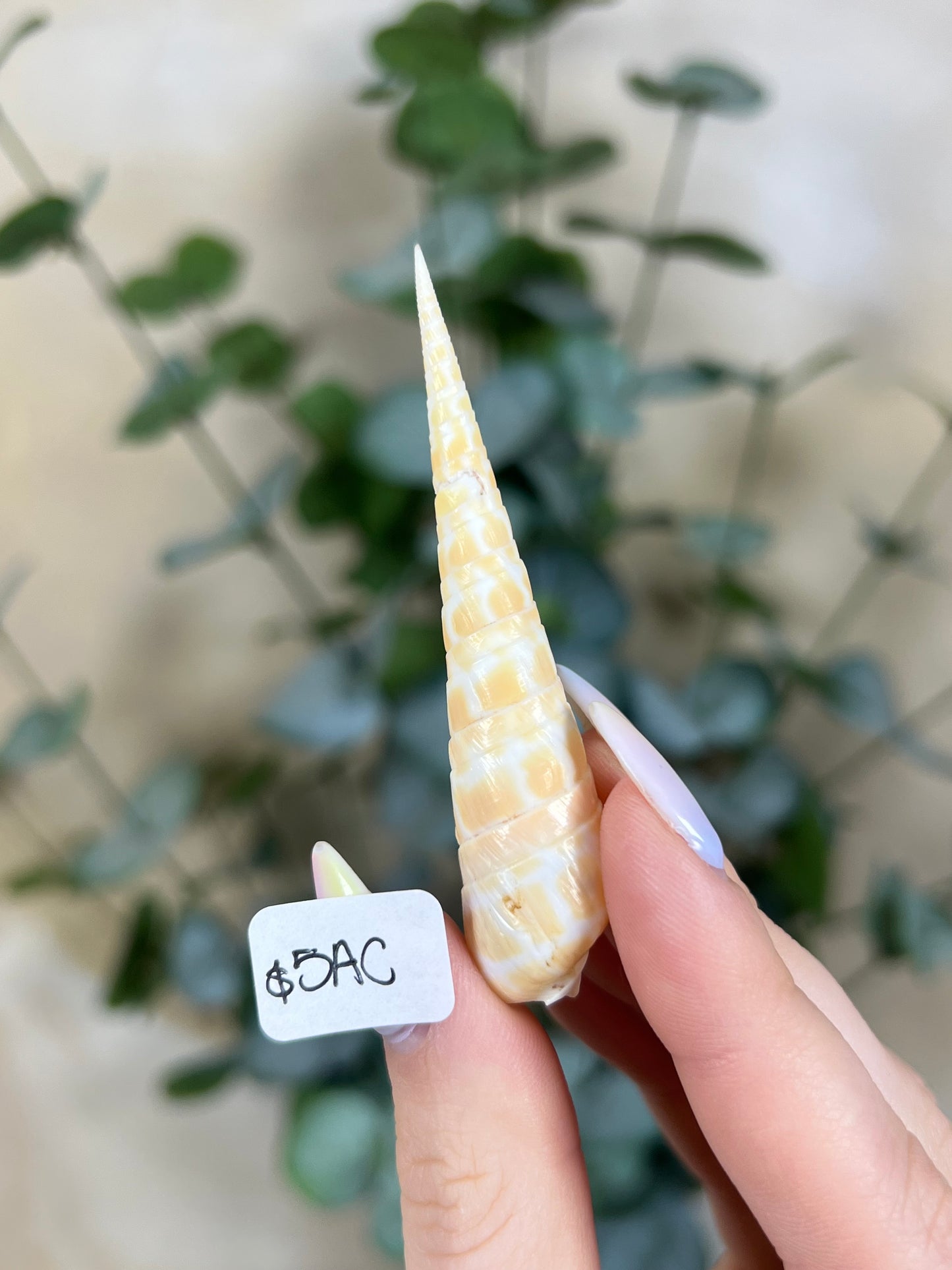 Shell - Terebra Dimidiatas (5 options)